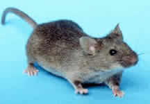 house mouse house mouse