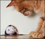 cat for mouse and rat control