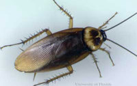 american cockroach how to get rid of roaches | American Roach