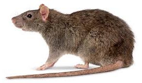How to get rid of rats plus steps to rat proof How to get rid of rats DX610 electronic pest repeller