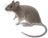 get rid of mice fast | house mouse 