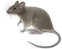 get rid of mice in home fast get rid of mice fast | house mouse
