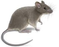 house mouse | get rid of mice | mouse description